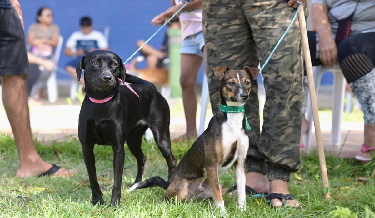 Vagas Abertas para Castração Gratuita de Animais em Manaus