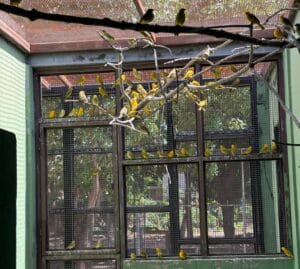 Repatriação de Canários-da-Terra: 440 Aves Retornam à Venezuela em Ação Conjunta