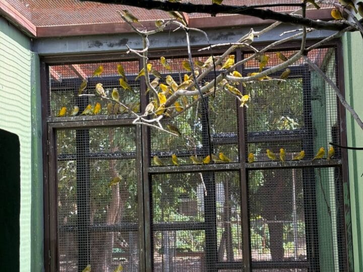 Repatriação de Canários-da-Terra: 440 Aves Retornam à Venezuela em Ação Conjunta