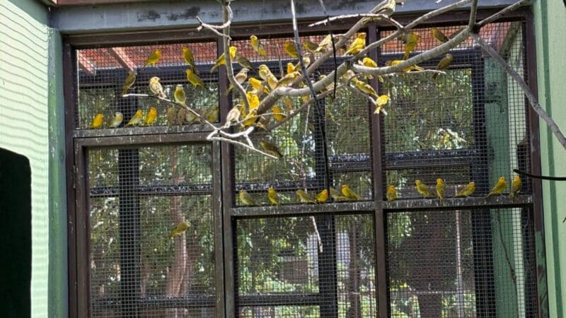 Repatriação de Canários-da-Terra: 440 Aves Retornam à Venezuela em Ação Conjunta