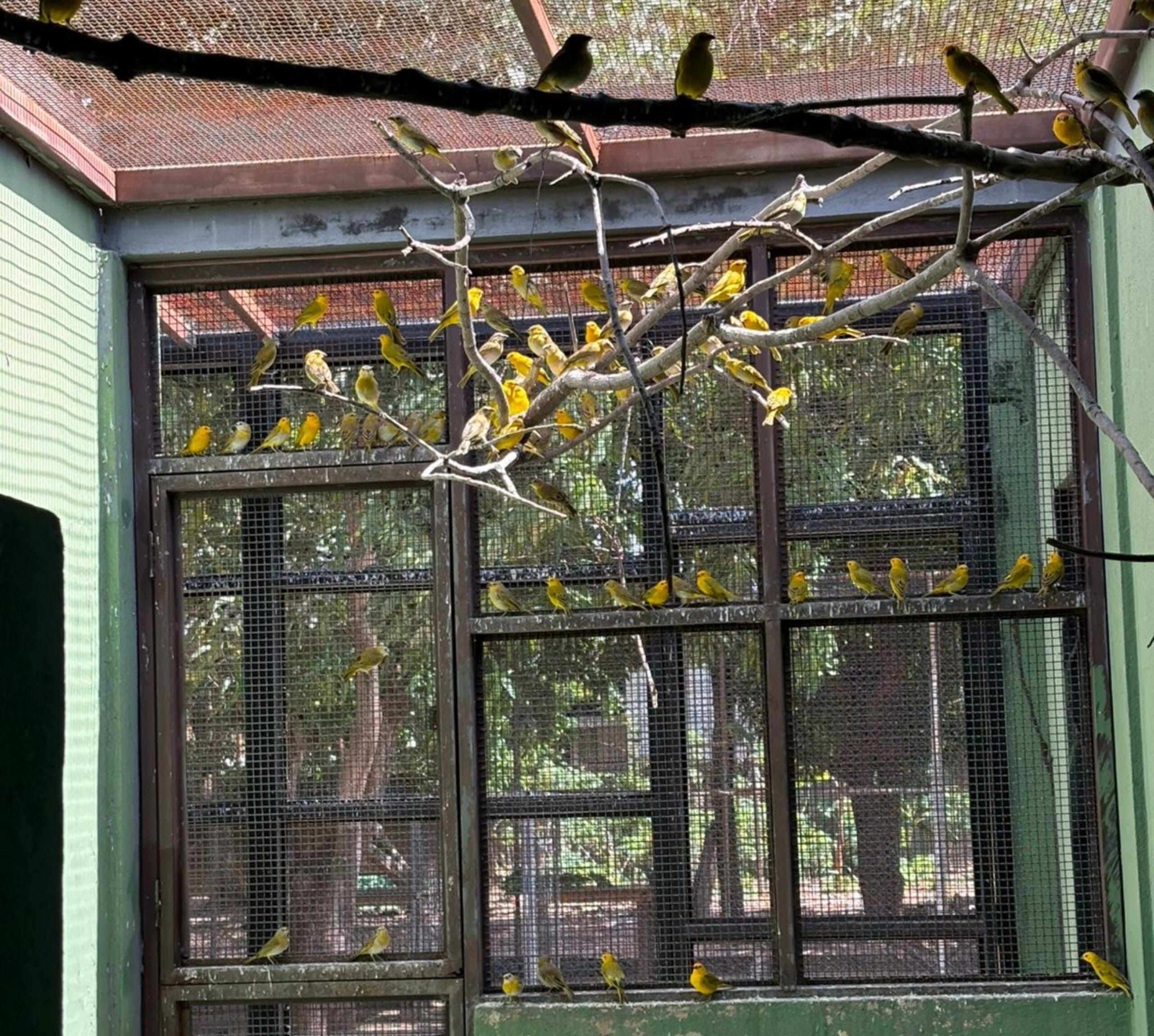 Repatriação de Canários-da-Terra: 440 Aves Retornam à Venezuela em Ação Conjunta