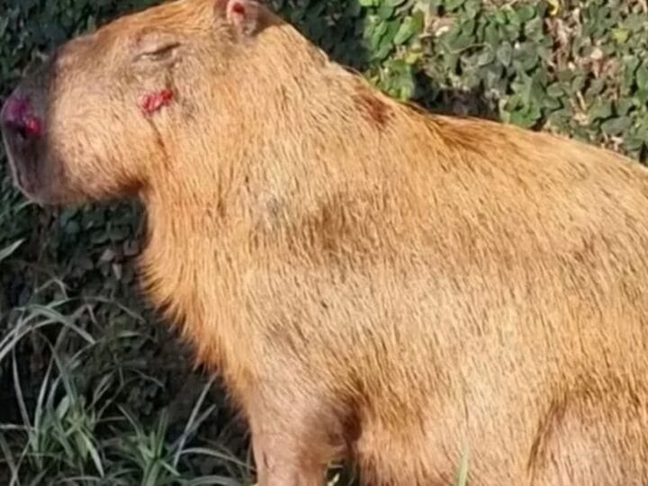 Ministério Público do Rio de Janeiro Denuncia Agressores de Capivara na Ilha do Governador