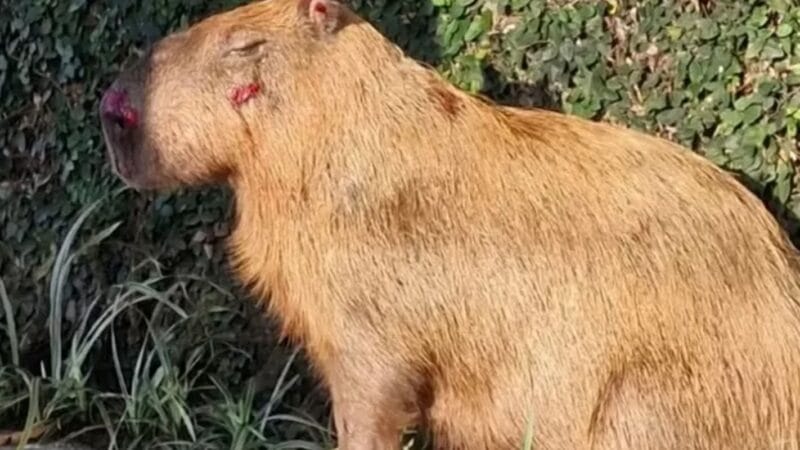 Ministério Público do Rio de Janeiro Denuncia Agressores de Capivara na Ilha do Governador