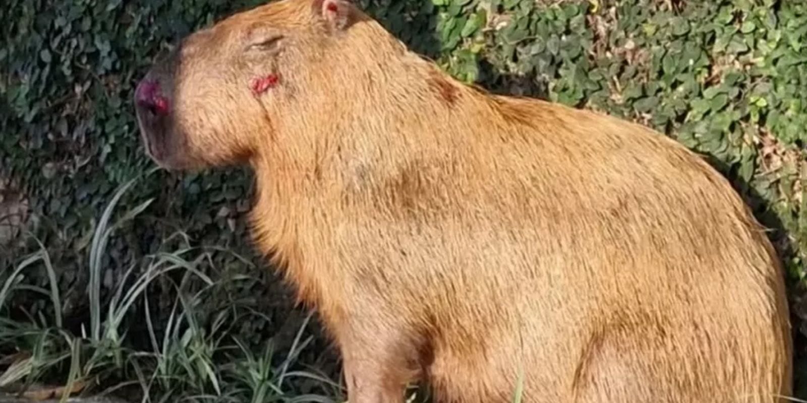 Ministério Público do Rio de Janeiro Denuncia Agressores de Capivara na Ilha do Governador