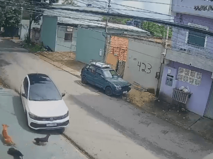 Motorista em Manaus Tenta Atropelar Cães em Ato Cruel; Investigação Está em Andamento