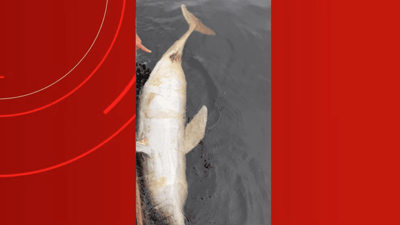 Boto Encontrado Morto em Manaus Levanta Suspeitas de Abuso Animal