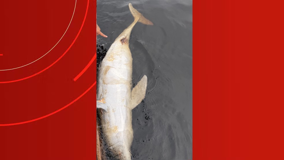 Boto Encontrado Morto em Manaus Levanta Suspeitas de Abuso Animal