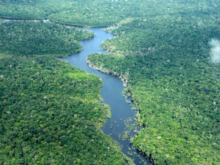 Queda de 30,1% no Desmatamento do Amazonas no Primeiro Trimestre de 2026