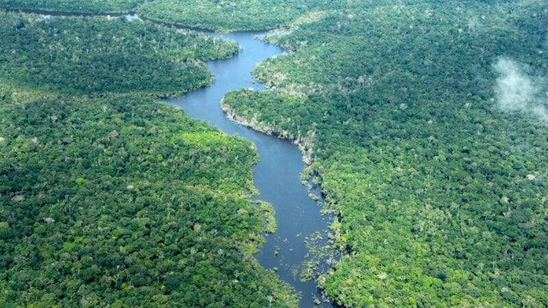 Queda de 30,1% no Desmatamento do Amazonas no Primeiro Trimestre de 2026
