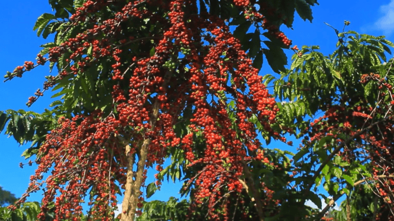 Embrapa Avança na Pesquisa do Café Robusta Amazônico no Amapá