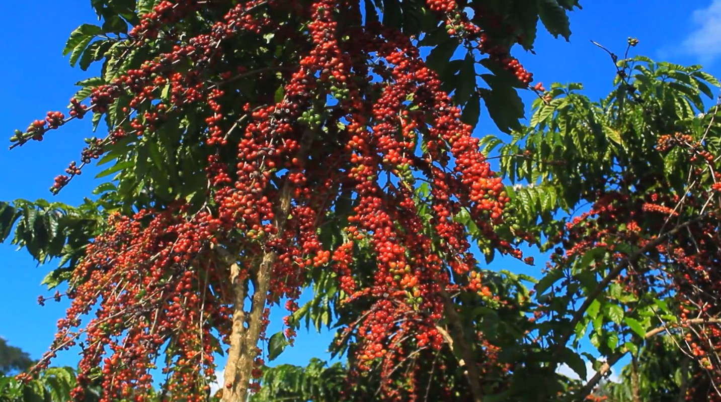 Embrapa Avança na Pesquisa do Café Robusta Amazônico no Amapá