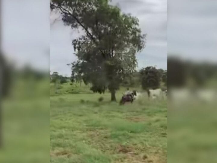 Filha de Sertanejo Henrique Encanta Internet ao Tocar Gado Sozinha