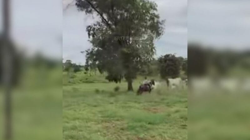 Filha de Sertanejo Henrique Encanta Internet ao Tocar Gado Sozinha