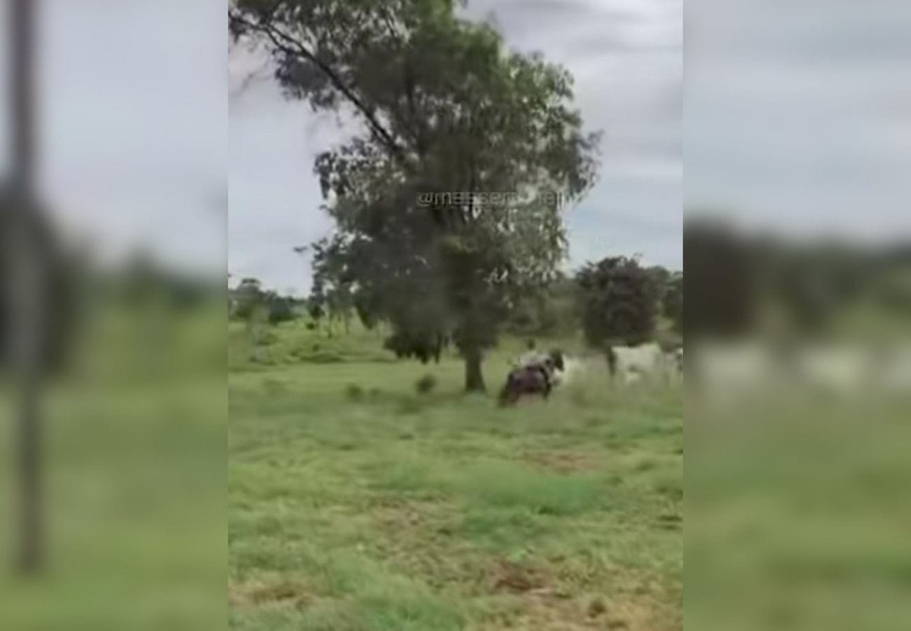 Filha de Sertanejo Henrique Encanta Internet ao Tocar Gado Sozinha