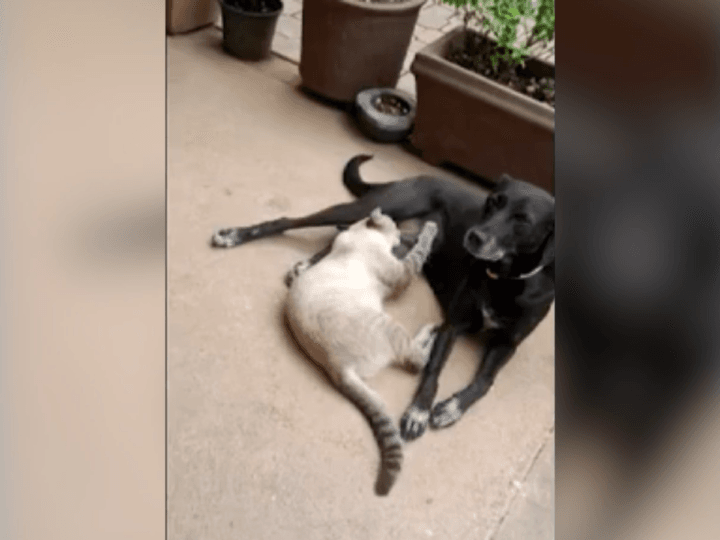 Cachorra é Morta a Tiros em Palmas e Tutora Busca Justiça