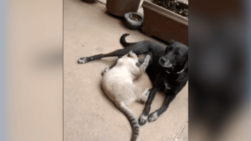 Cachorra é Morta a Tiros em Palmas e Tutora Busca Justiça