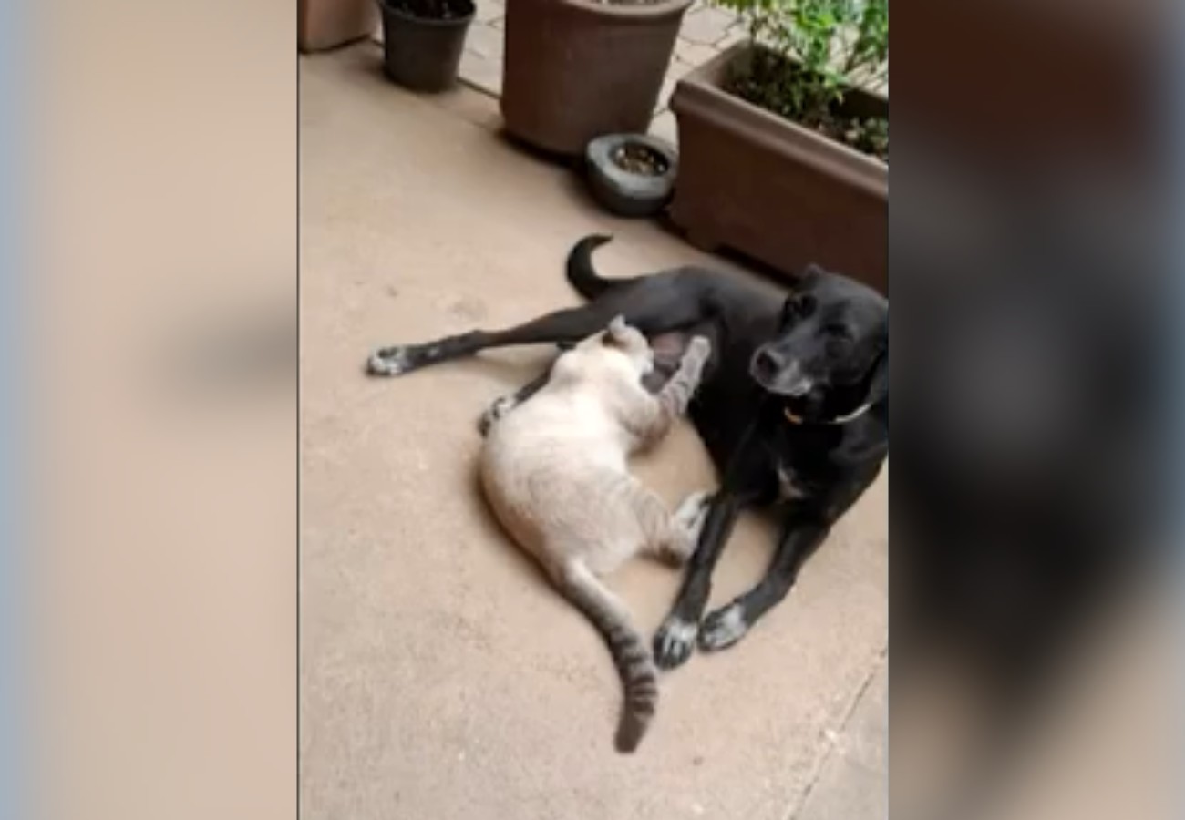 Cachorra é Morta a Tiros em Palmas e Tutora Busca Justiça