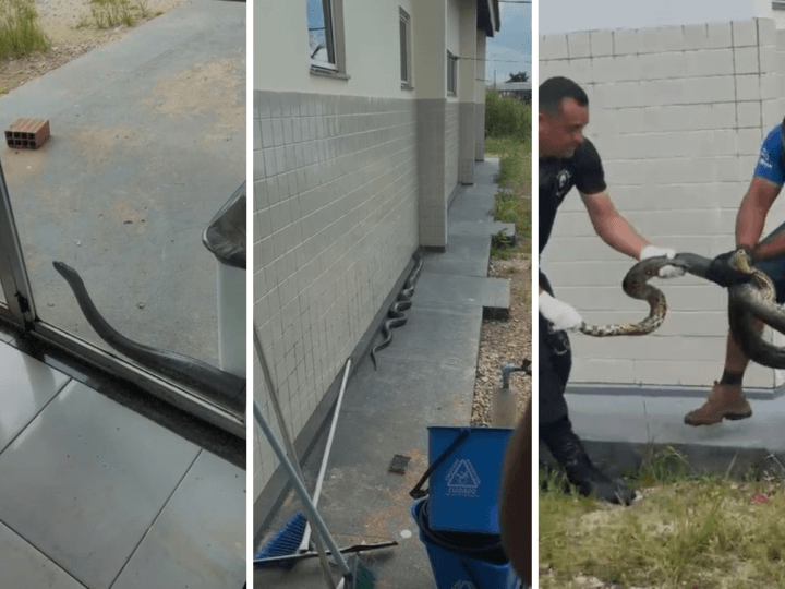 Sucuri é Resgatada em UPA de Augustinópolis, Tocantins