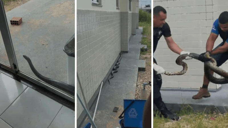 Sucuri é Resgatada em UPA de Augustinópolis, Tocantins