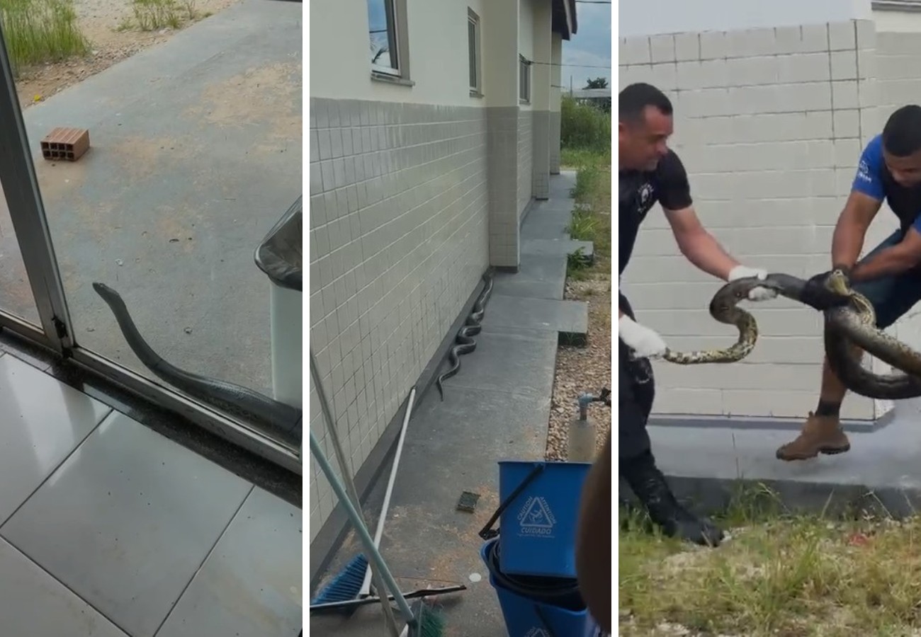 Sucuri é Resgatada em UPA de Augustinópolis, Tocantins