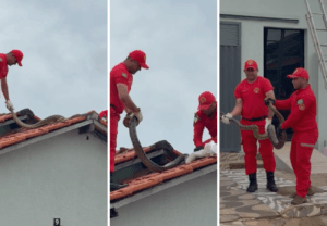 Resgate de Sucuri de Quase 4 Metros em Augustinópolis Chama a Atenção