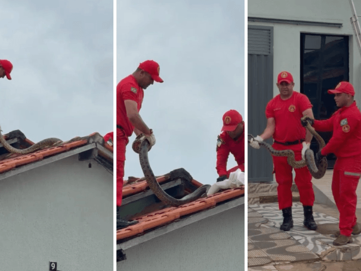Resgate de Sucuri de Quase 4 Metros em Augustinópolis Chama a Atenção
