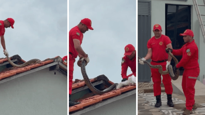 Resgate de Sucuri de Quase 4 Metros em Augustinópolis Chama a Atenção