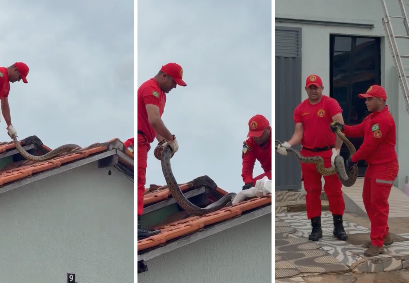 Resgate de Sucuri de Quase 4 Metros em Augustinópolis Chama a Atenção