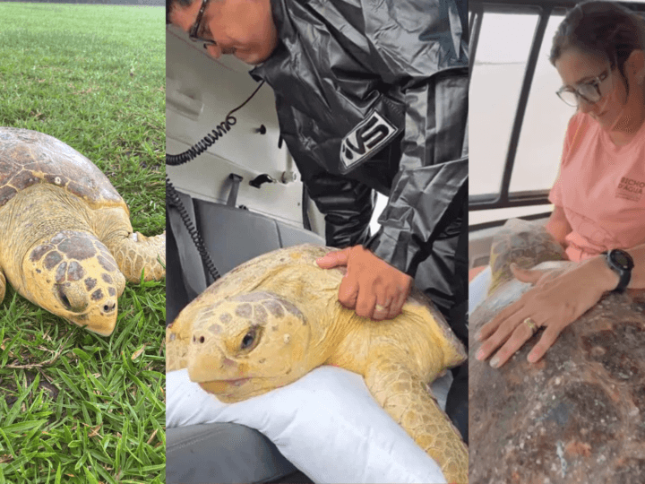 Tartaruga-cabeçuda ‘Atalaia’ Retorna ao Oceano Após Reabilitação em Salinas