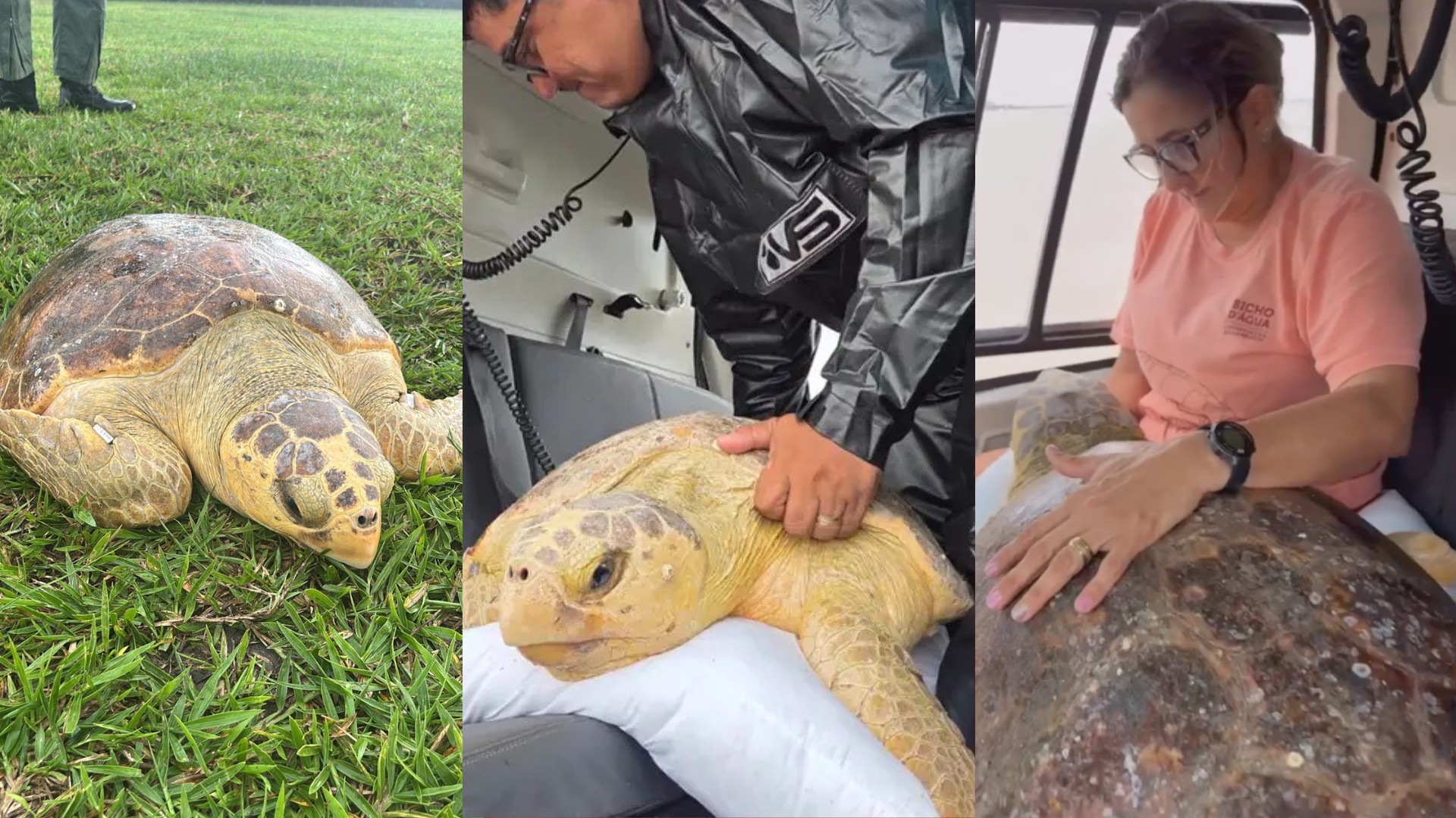 Tartaruga-cabeçuda ‘Atalaia’ Retorna ao Oceano Após Reabilitação em Salinas