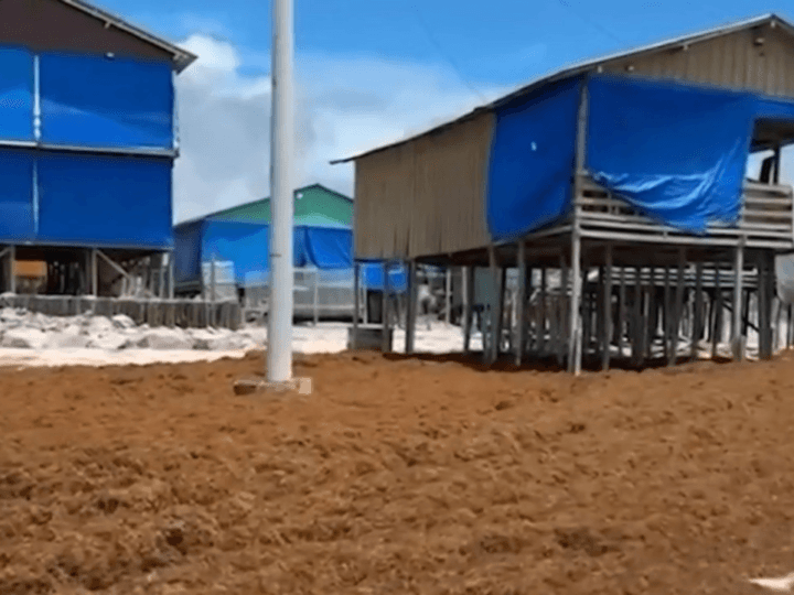 Sargaço Cobriu Praia de Ajuruteua em Bragança: Causas e Impactos