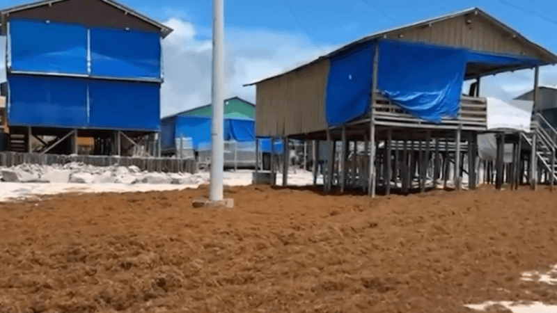 Sargaço Cobriu Praia de Ajuruteua em Bragança: Causas e Impactos