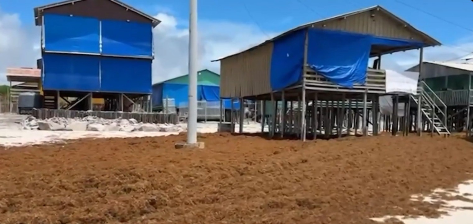 Sargaço Cobriu Praia de Ajuruteua em Bragança: Causas e Impactos