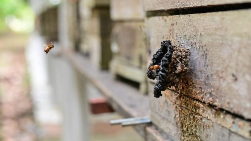 Regularização de Meliponicultores em Parintins: Uma Iniciativa para Preservação e Sustentabilidade