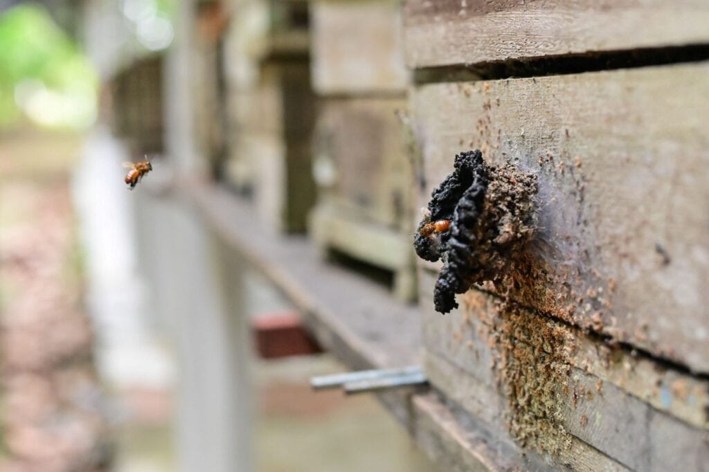 Regularização de Meliponicultores em Parintins: Uma Iniciativa para Preservação e Sustentabilidade
