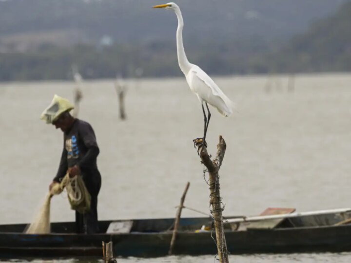 Novas Regras para o Seguro-Defeso: Garantias e Combate às Fraudes