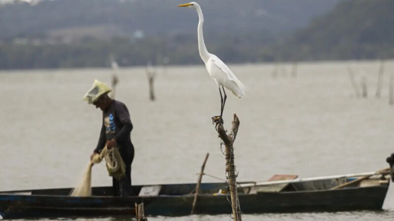 Novas Regras para o Seguro-Defeso: Garantias e Combate às Fraudes