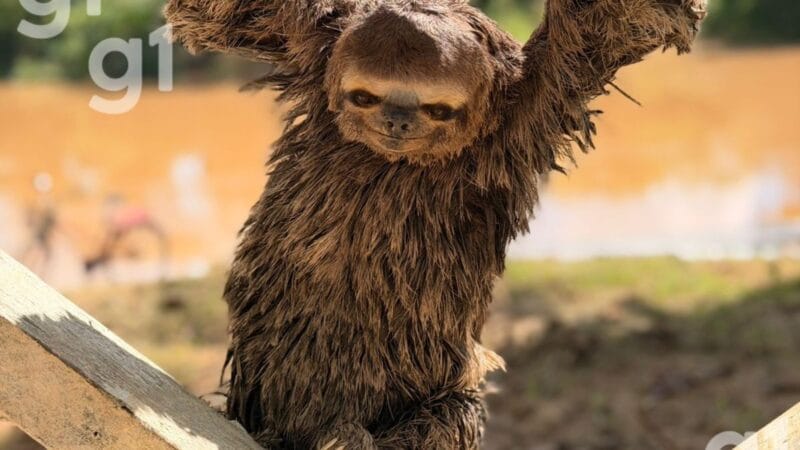Bicho-preguiça é Resgatado em Praça de Xapuri, no Acre