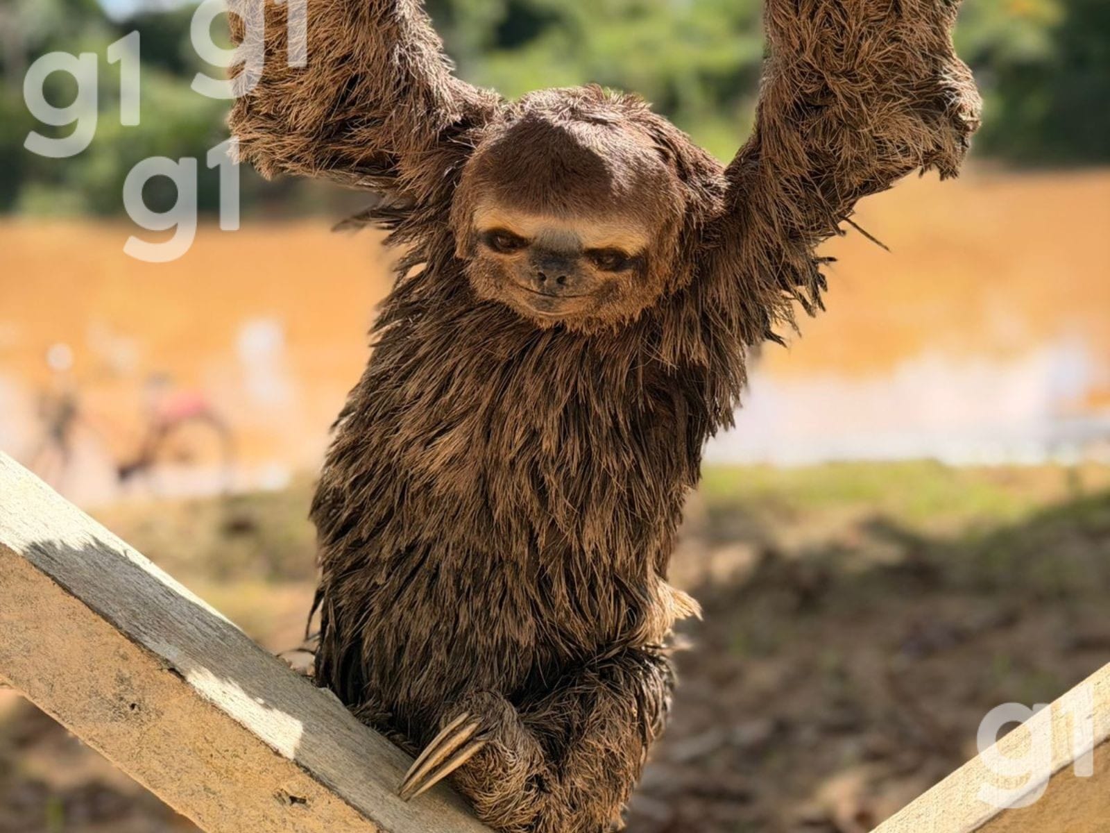 Bicho-preguiça é Resgatado em Praça de Xapuri, no Acre