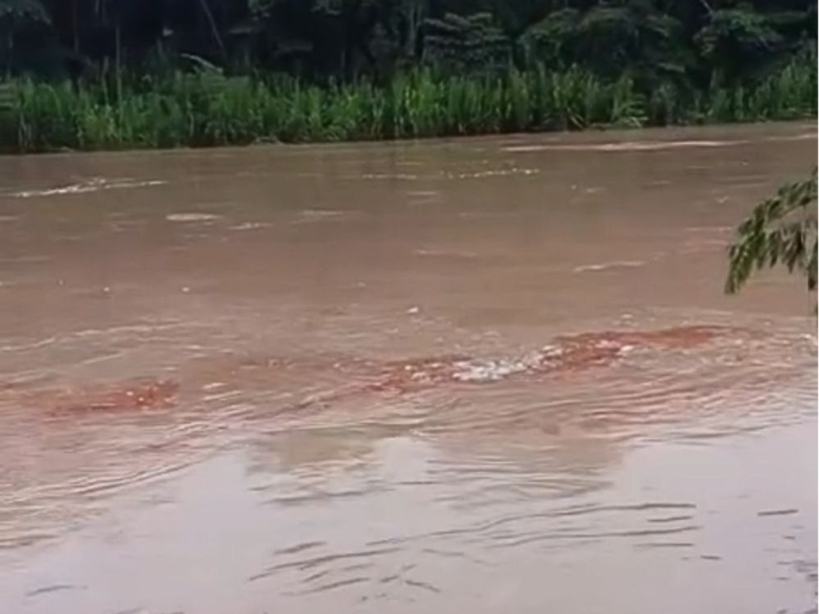 Derramamento de Óleo Diesel no Rio Tarauacá: Impactos e Respostas das Autoridades