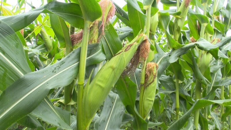 Cultivo de Milho: Impulsionando a Renda e a Agricultura Familiar em Mucajaí