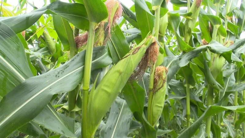 Cultivo de Milho: Impulsionando a Renda e a Agricultura Familiar em Mucajaí