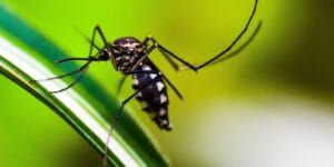 Queda de Casos de Dengue no Brasil em 2026: Uma Análise dos Dados do Ministério da Saúde