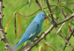 Descoberta Rara: Servidora do Ibama Registra Periquito Azul no Tocantins