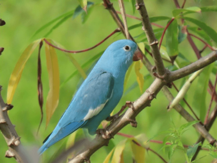 Descoberta Rara: Servidora do Ibama Registra Periquito Azul no Tocantins