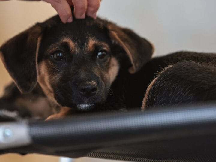Nova Lei Estabelece Guarda Compartilhada de Animais de Estimação
