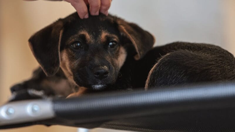 Nova Lei Estabelece Guarda Compartilhada de Animais de Estimação