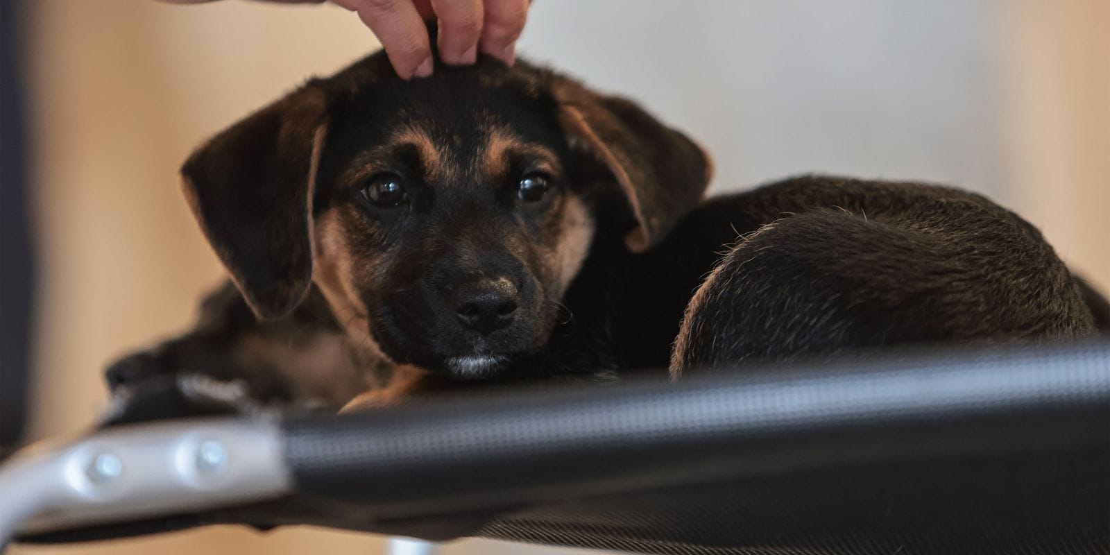 Nova Lei Estabelece Guarda Compartilhada de Animais de Estimação