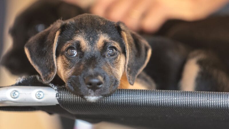 Consulta Pública do Mapa Abre Caminho para Regulamentação de Medicamentos Veterinários