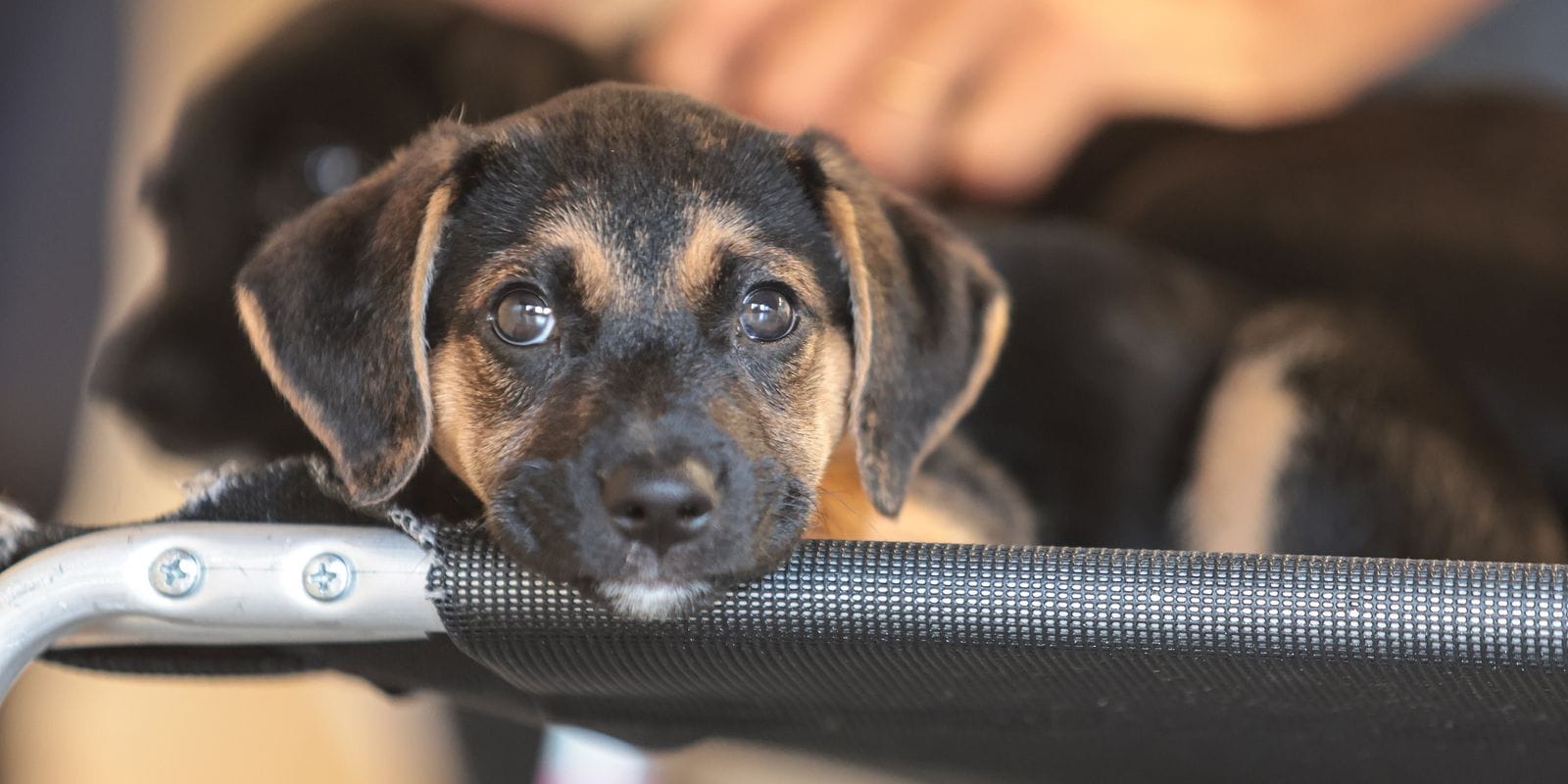 Consulta Pública do Mapa Abre Caminho para Regulamentação de Medicamentos Veterinários